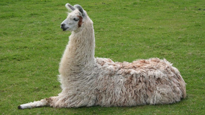 Llama