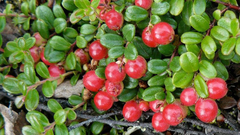 Cowberry