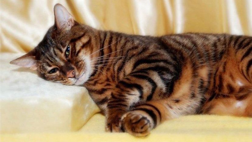 American Bobtail