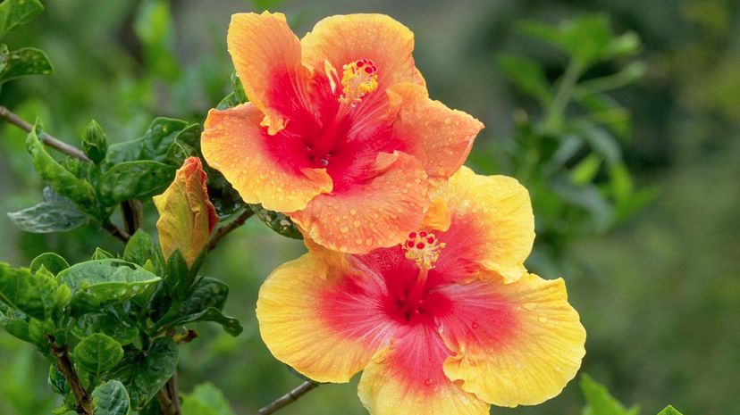 Yellow and Red Hibiscus