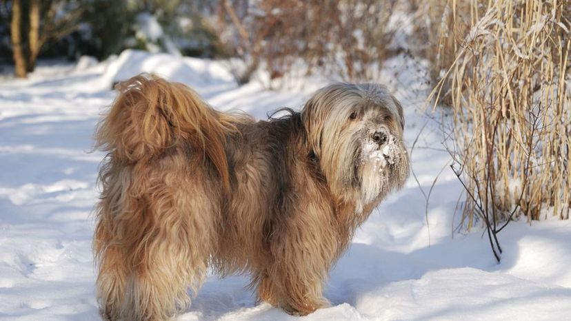 Tibetan terrier