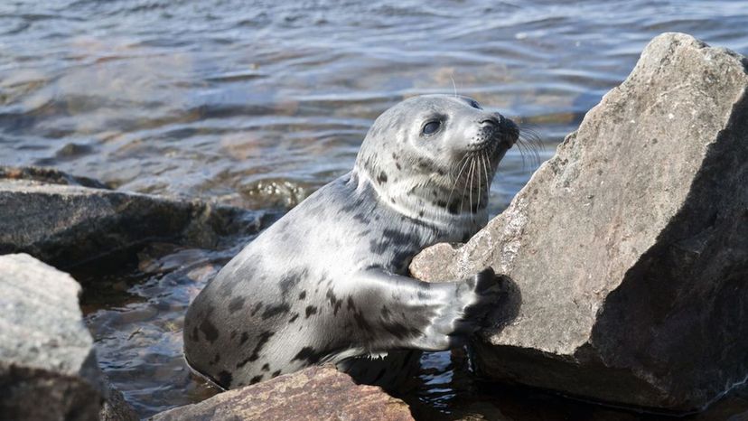 Caspian Seal