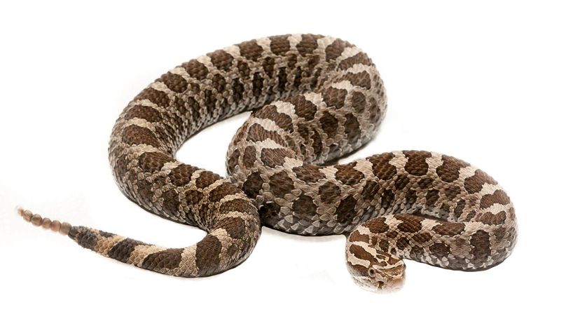 Massasauga