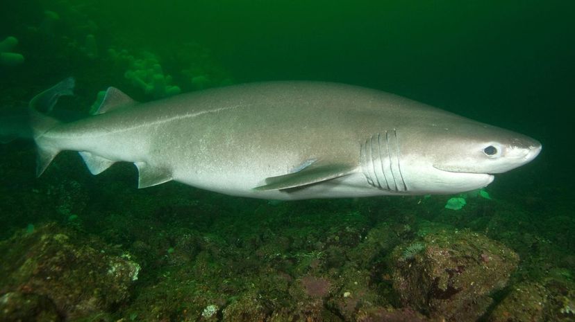 Bluntnose sixgill shark