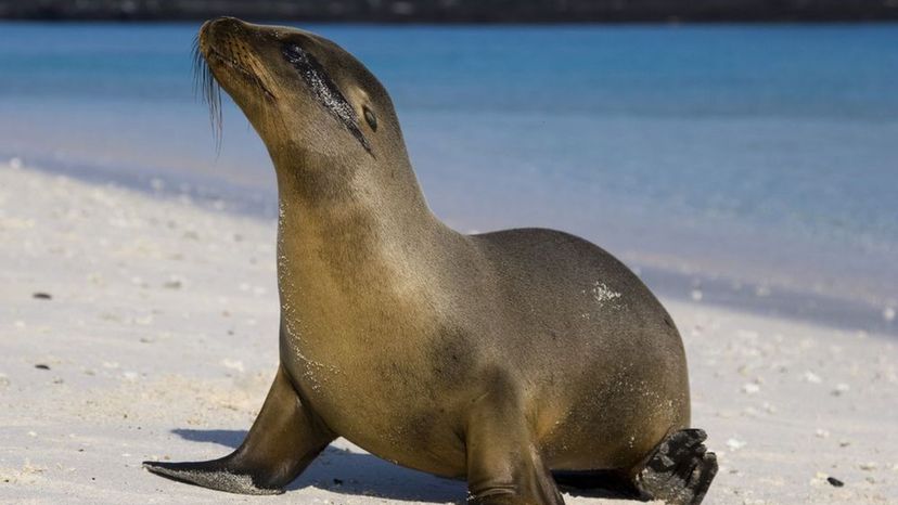 Galapagos Sea Lion