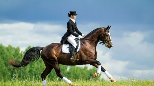 Which Breed of Horse Should You Ride?