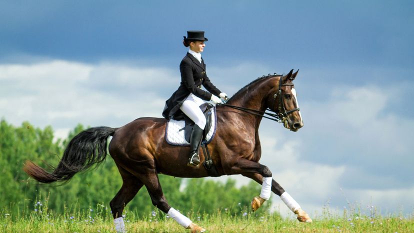 Which Breed of Horse Should You Ride?