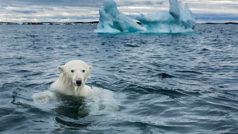 1 polar bear plunge