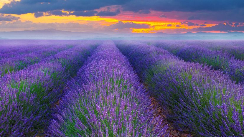 Lavender