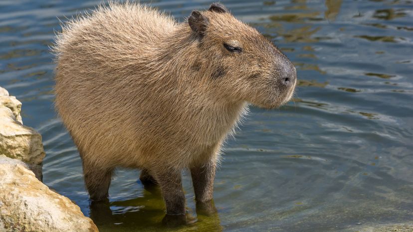 Capybara