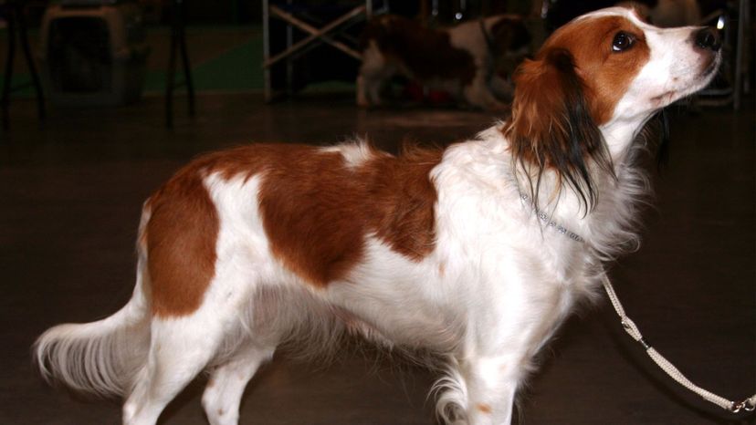 Kooikerhondje