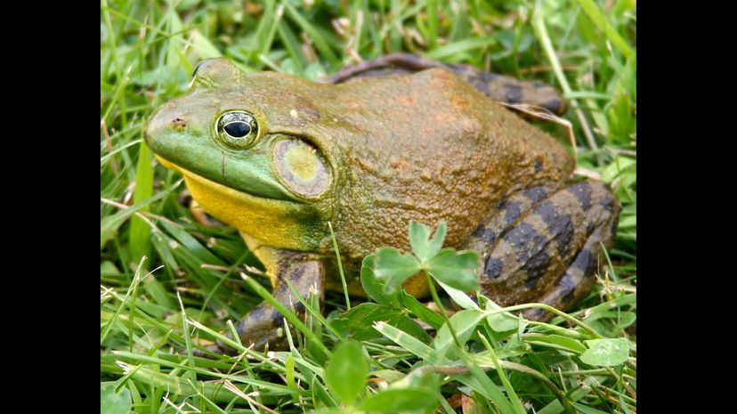 #32 American Bullfrog