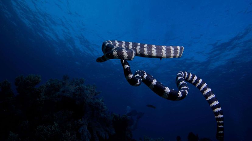 Black Banded Sea Krait