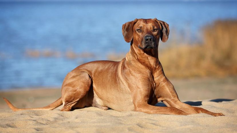 Rhodesian Ridgeback