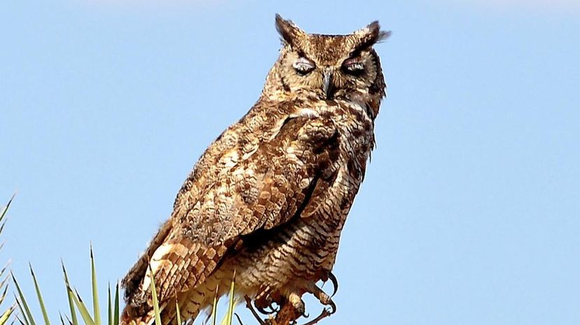 Great Horned Owl