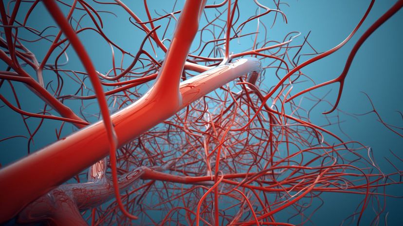 Blood vessels