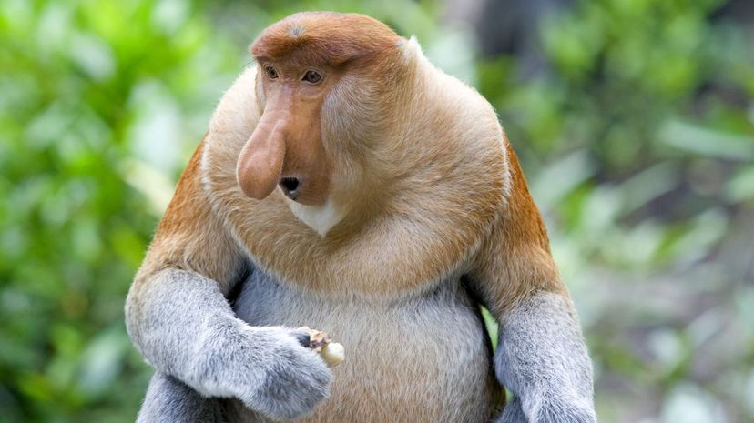 Proboscis Monkey