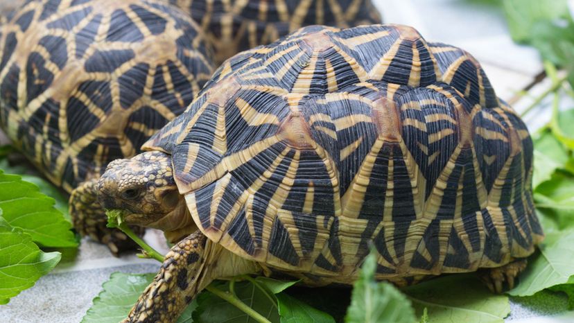 Star Tortoise