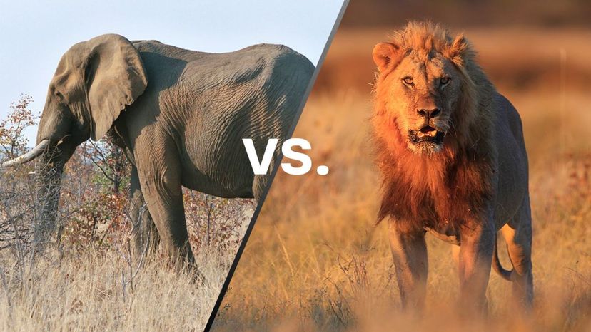 African Elephant vs Lion