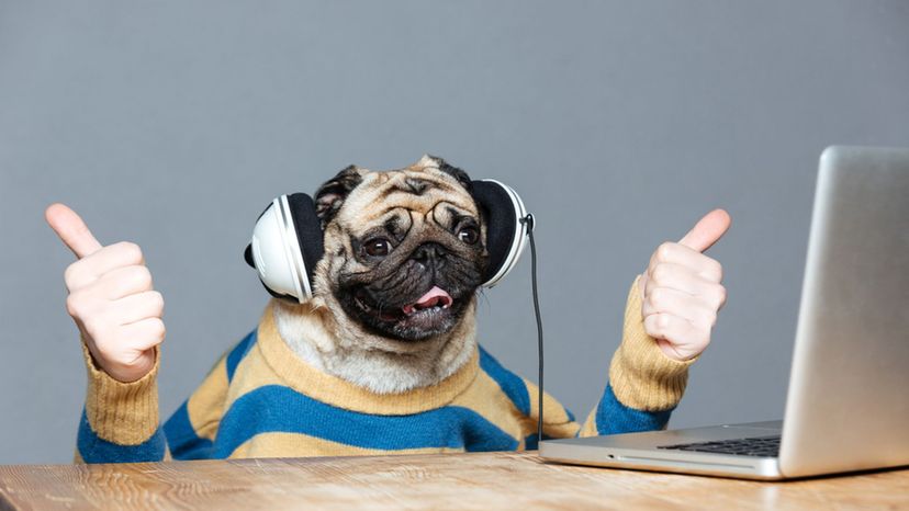 Tell Us About Your Musical Tastes and We'll Reveal Your Spirit Animal |  HowStuffWorks