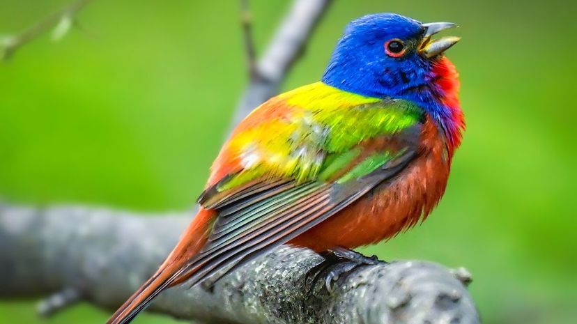 650 species of birds