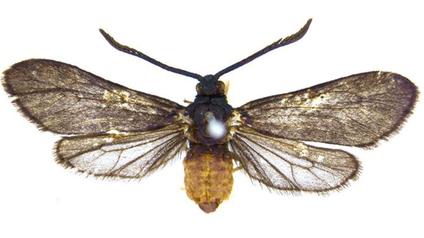 LEvuana Moth