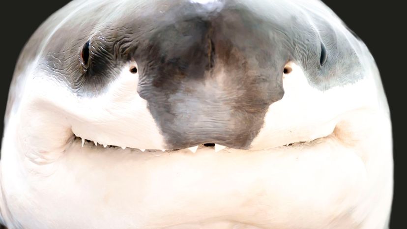 Can You Identify the Killer Beast by Its Nose?