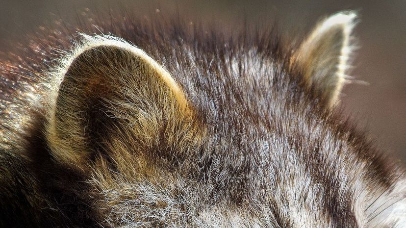 Can You Identify This Animal by Its Ears?