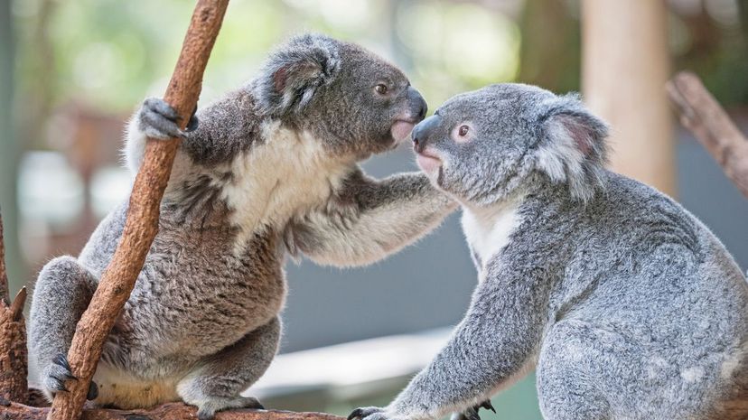 Do You Know If This Australian Animal Is Harmless or Deadly?