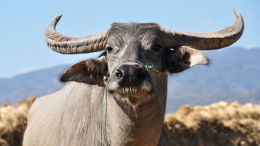 Asian water buffalo