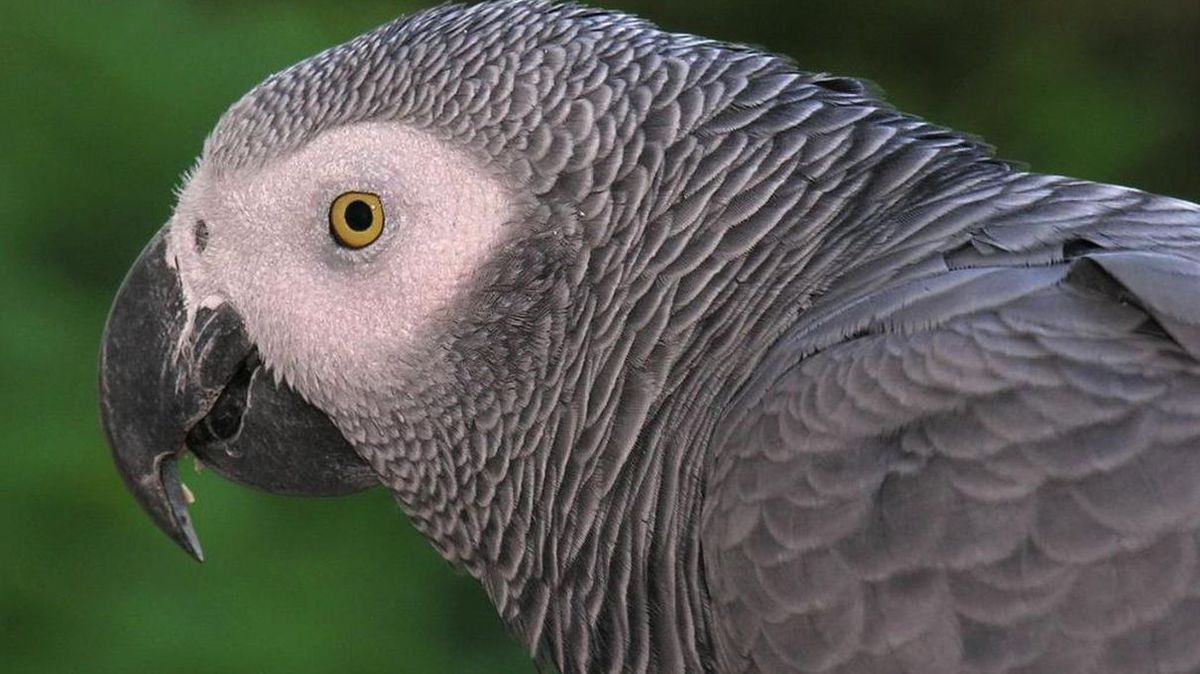 Blue Jays and Cardinals - Extreme Close-Up 