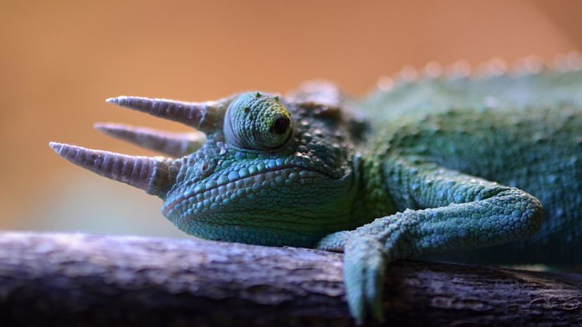 Jackson's Chameleon
