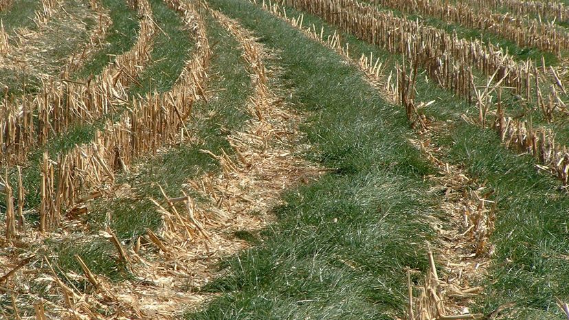 Ryegrass
