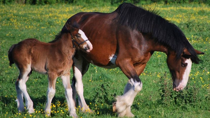 Clydesdale Mare and Colt