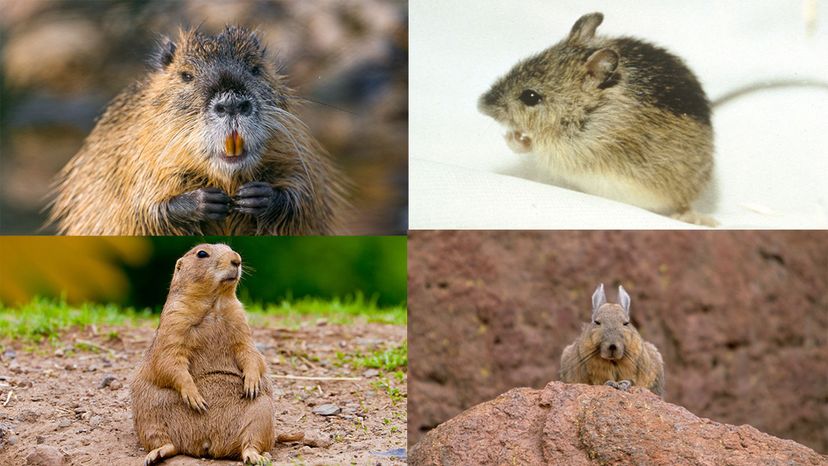 95% of People Can't Identify All of These Rodents from an Image. Can You?