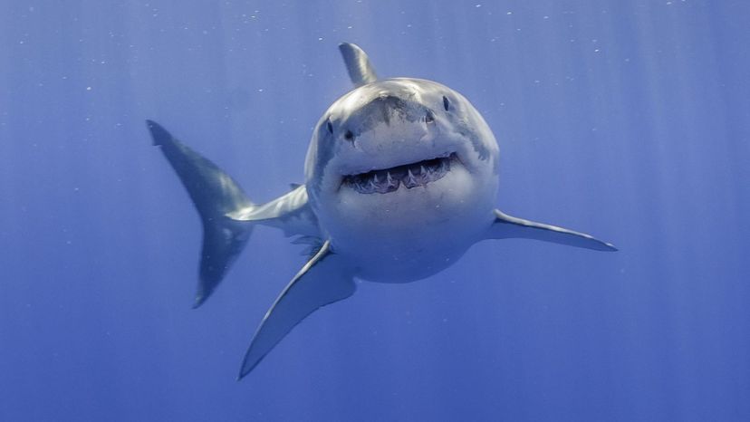 Great white shark