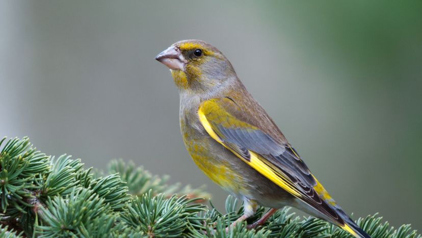 Greenfinch