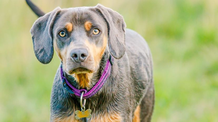 German Shorthaired Pointer