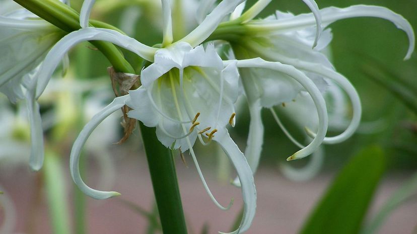 Peruvian daffodil Ismene narcissiflora 