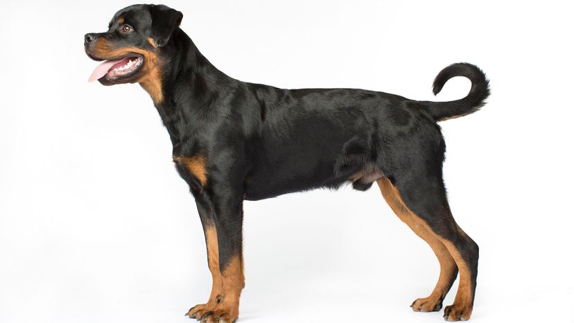21 Rottweiler GettyImages-495755925