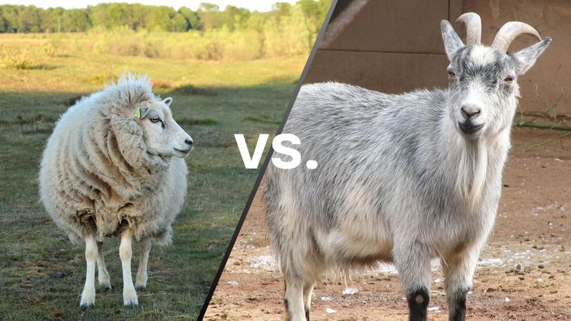 Sheep vs Goats