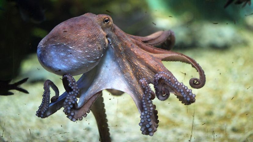 Octopus - marine