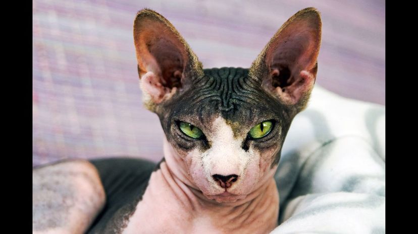 Sphynx