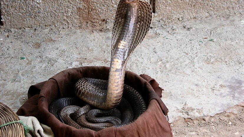 Indian Cobra