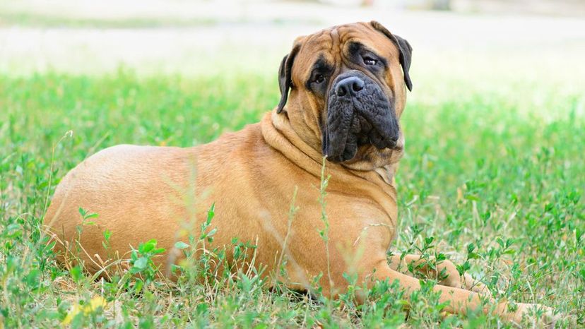 Bullmastiff