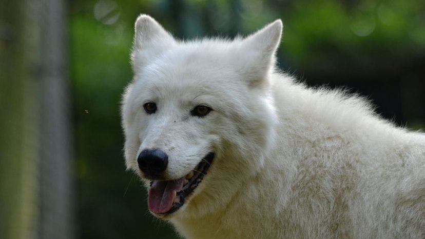 Alaskan Tundra Wolf