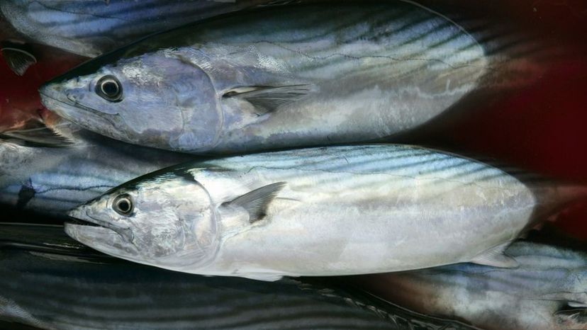 Skipjack Tuna