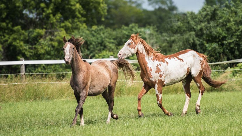 Paint horse