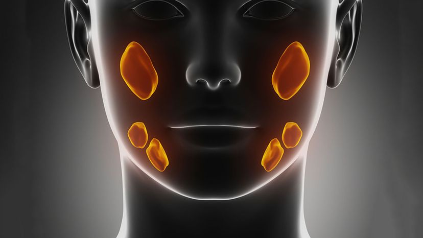 salivary glands