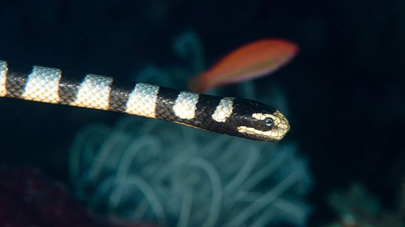 Black-banded sea krait